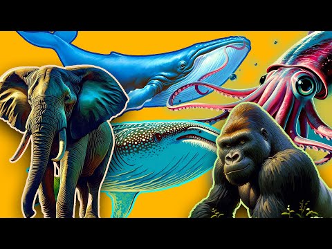 8 LARGEST animals on Earth - do you know them? +bonus DOWNLOADS