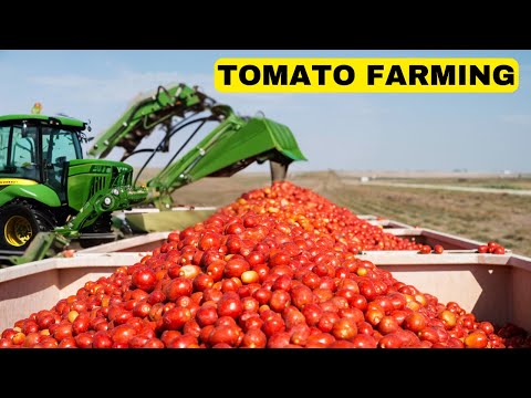 How ketchup is made.How grow & Harvesting and Tomatoes Make Millions of Dollars In Agriculture