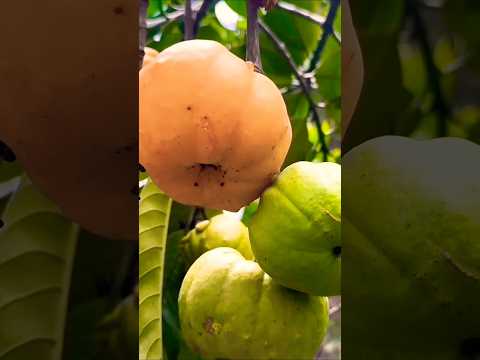 LETSGOGREEN Fruits | Fruit Cut | #status  #nature   #shorts #short #shortvideo #youtubeshorts