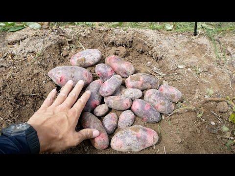 春ジャガイモは浅く植えてたくさん収穫できます【植付け・マルチ栽培・肥料】