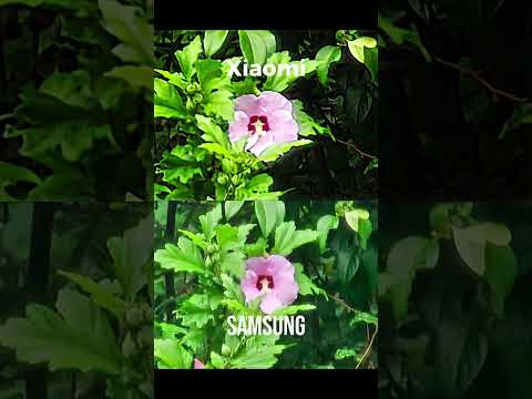 Samsung S23 ultra Vs Xiaomi 14 ultra camera test in 2024