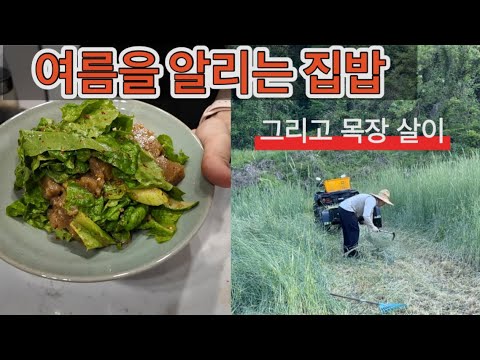 귀촌댁집밥ㅣ 여름을 알리는 집밥 / 이제 주구장창 등장할 상추와 오이 밥상 /여름의 목장살이