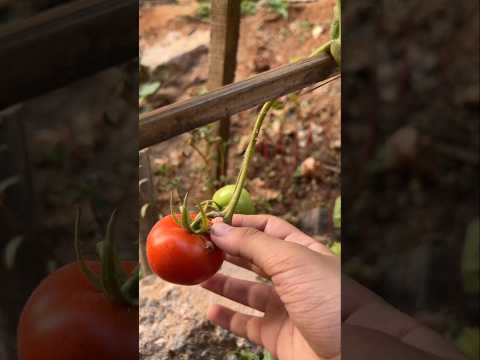 Red Tomatoes 🍅 fresh from garden to table (S-113) #shorts #ytshorts #plants #garden #tomato