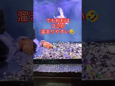 [金魚]　知ってたァ〜　金魚水槽　砂利は必要？…メリットとデメリット…#goidfish