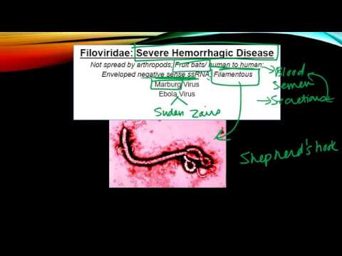 Severe Hemorrhagic fevers: Ebola and Marburg