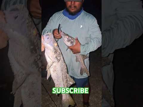 Snook!! SUBSCRIBE! #snook #fishing #saltwater #ocean #fl #subscribe #trending