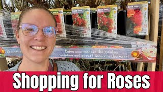 Shopping for BARE ROOT ROSES at Home Depot | Learn About Rose Types with Me!