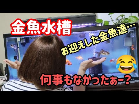 [金魚]　[金魚飼育]　お迎えした金魚達元気でいますか…？どの水槽で過ごしているのか…金魚達の様子…#goidfish