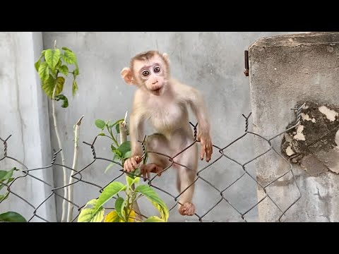 Small baby boy to playing outside look is very cute