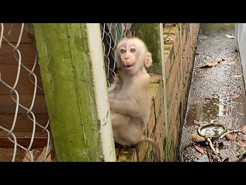 Cute Baby Boy Play in front of the house Look is very happy