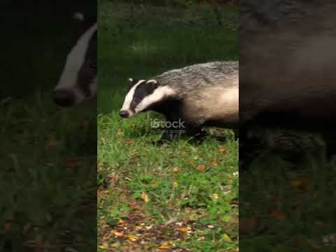 Badgers: The Ultimate Survivalists! #badgers #wildlife #animalfacts