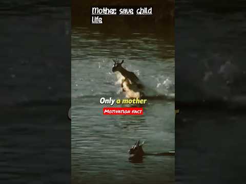 Mother can child Life save // sad status// broken #mother #shortvideo #shortsvideo #shorts #wildlife