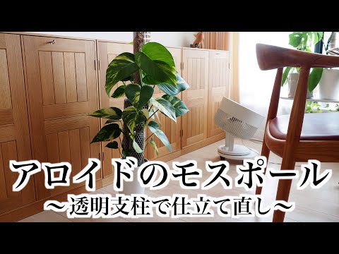 【アロイド】モスポールの仕立て直し＆継ぎ足し【観葉植物・サトイモ科】