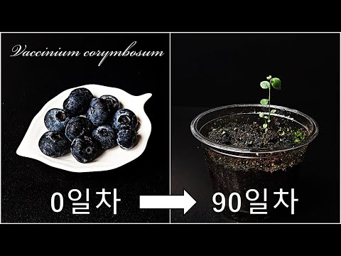 블루베리를 키우는 간단한 방법｜블루베리 싹틔우기｜블루베리 씨앗 발아｜씨앗부터 블루베리 키우기｜How to grow #50 Blueberry