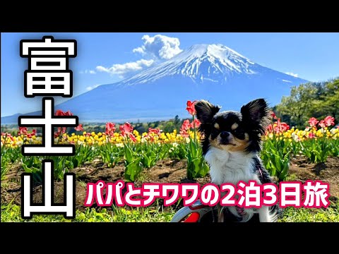 富士山を眺めながらチワワと過ごした2泊3日のGW旅☆in山中湖＆河口湖