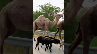 Camels in India #camel #shorts #viral