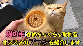 猫の毛がめちゃくちゃ取れるオススメのブラシを紹介します