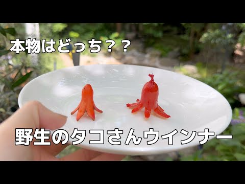 野生のタコさんウインナー大量発生？？！