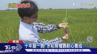 十年磨一劍！養出口感媲美越光米的"台版越光米"｜十點不一樣 20210412