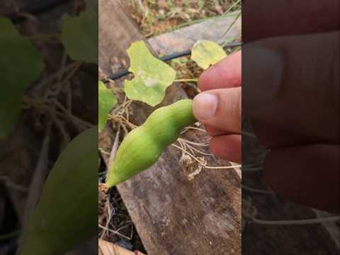 The tiniest luffa ever saw in the garden (S-144)#shorts #youtubeshorts #luffa #garden #plants