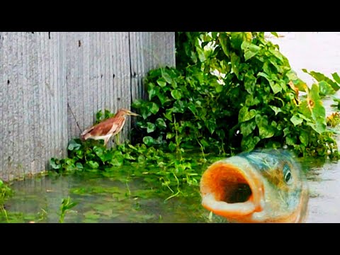 মাছ আর বক Fun Time Video | Rainy day video Bird And Fishvideo