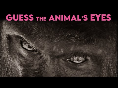 Guess The Animal Eye Game | Learn English Animals and Possessive Nouns