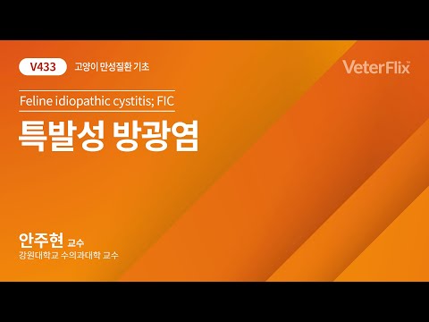 [베터플릭스][고양이 만성질환 기초] 특발성 방광염(Feline idiopathic cystitis, FIC)