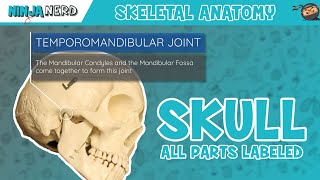 Skull Anatomy | With Labels: Updated Version