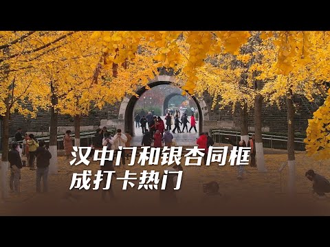 汉中门和银杏同框成打卡热门