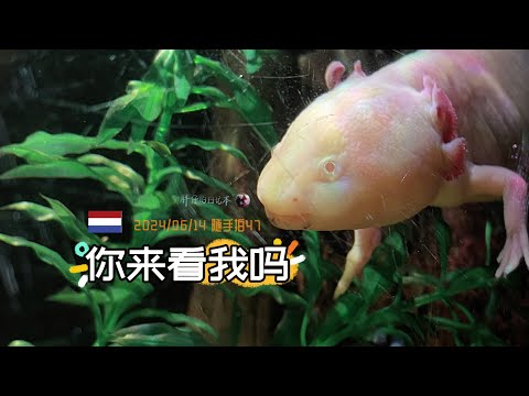 随手拍47-在小小海牙水族馆 Sea Life里待了两个多小时 | 荷兰旅游 席凡宁根 Scheveningen | 胖仔的荷兰日记 Pangzai's diary 20240613