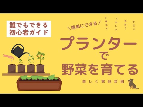 簡単にプランターで野菜を育てる【初心者の基礎ガイド】家庭菜園