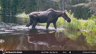 Algonquin Park Trail Cam Footage 2019