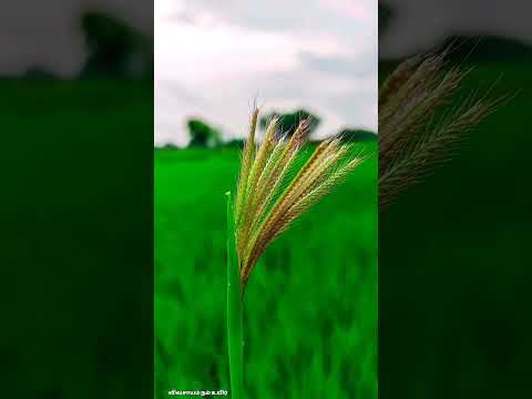 விவசாயம் நம்ம உயிர் 🌾🌾🌾