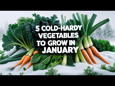 5 Cold Hardy Vegetables You Can Grow in January