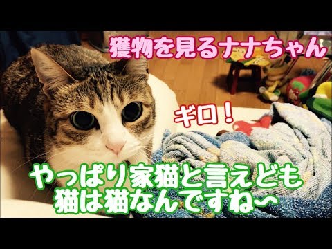 ネコはやっぱりネコ　本能　むき出し！