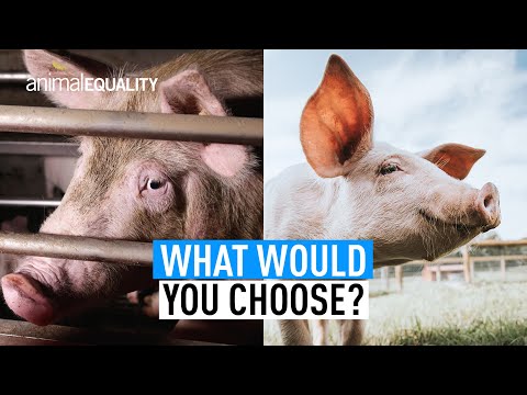 What Would You Choose? | Animal Equality