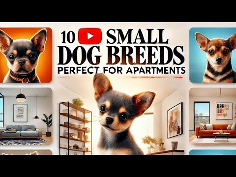 10 Small Dog Breeds perfect for apartments