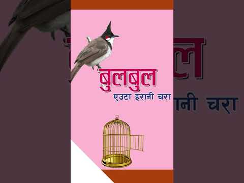 #bulbul #nepalichhapro #achyutghimirebulbul #nepalisahitya #gazalprogram #gazal #gazalbachan #shorts