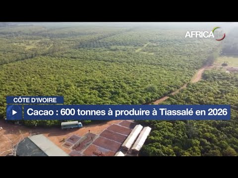 Côte d'Ivoire : 600 tonnes de Cacao à produire à Tiassalé en 2026