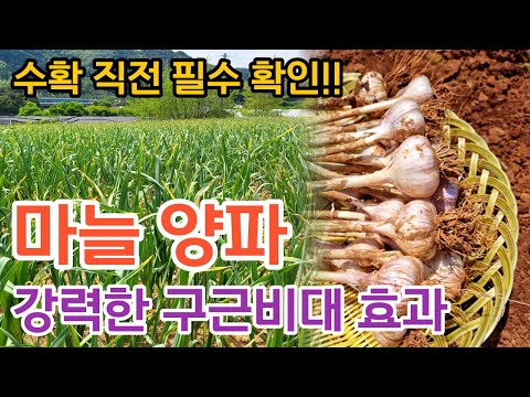 마늘·양파 수확 직전에 굵어지는 비법 알려드립니다