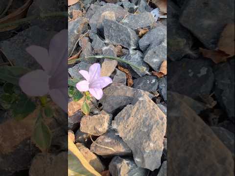 Beautiful pink & with coloured plant #Ruellia humilis#shorts#viral#naturephotography