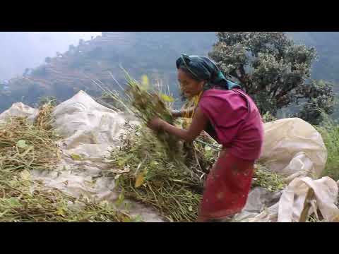 Harvesting or collecting dry grass technology in village || Nepali village