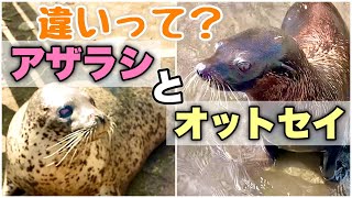 【驚愕】オットセイとアザラシを見分ける方法が意外過ぎた！！ Sea Lion & Seal - The Differences