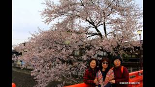 201304日本 飛驒高山 三之町 古街散策 賞櫻花 高山祭 高山陣屋 造酒屋