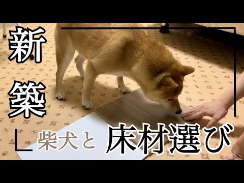 【注文住宅】犬が滑らない床にしたい！！　#新築一戸建て #マイホーム