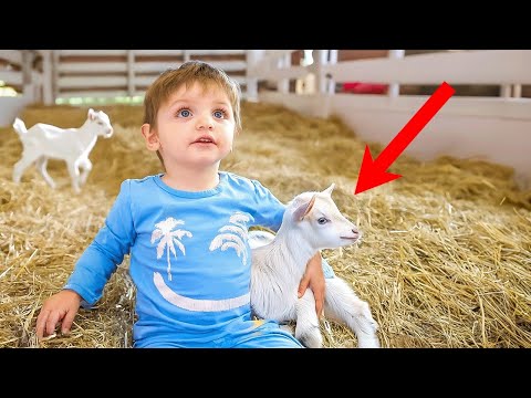 Baby Noah Meets Baby Goats for the First Time! *emotional*