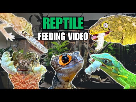 FEEDING MY PET REPTILES SILKWORMS! SKINKS, GECKOS, FROGS AND MORE! SILKWORM FEEDING VIDEO