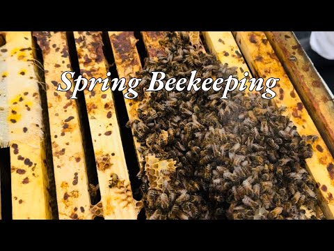 Spring Beekeeping