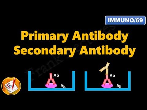 Primary and Secondary Antibodies (FL-Immuno/69)