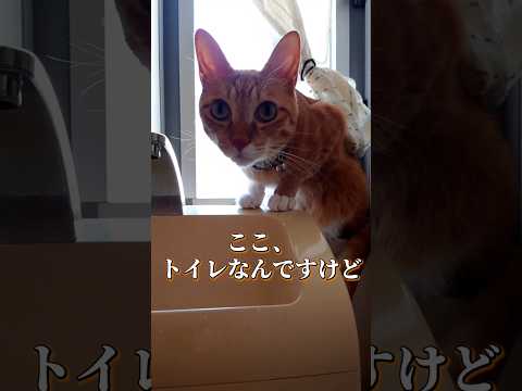 トイレでの出来事。#shorts #猫 #cat